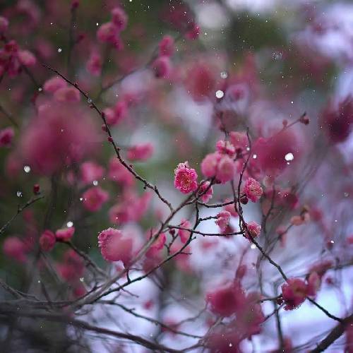 مجتبی سعادت نشتی سر برینی خم وسیو خو زمار و آهی دل